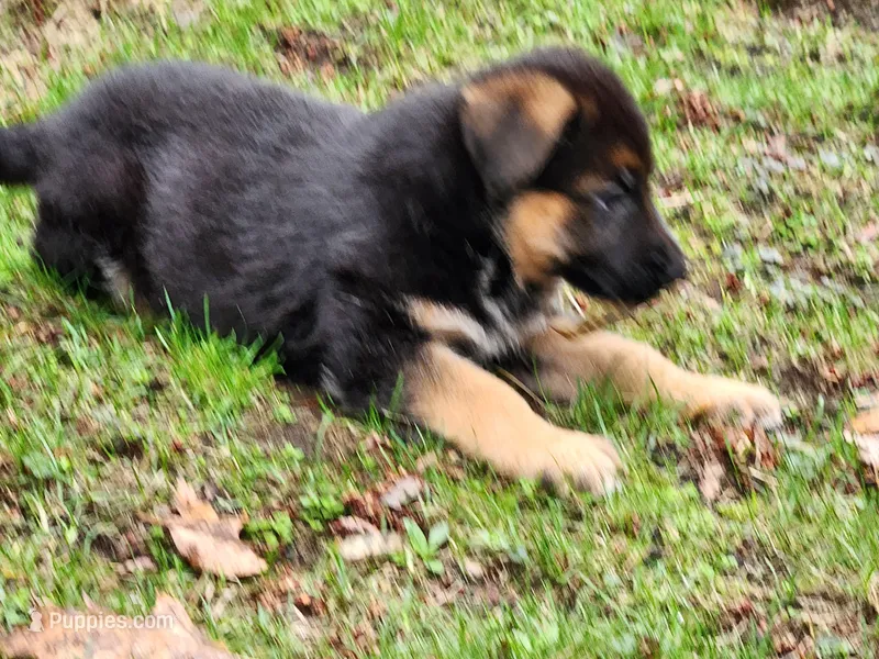 Puppy – German Shepherd Dog puppy for sale in Hudson Falls, NY