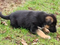 Puppy, a female German Shepherd Dog for sale in Hudson Falls, NY – Photo 3 of 3