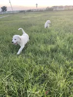 Great Pyrenees Puppy , a male Great Pyrenees for sale in Eddy, TX – 3 of 4
