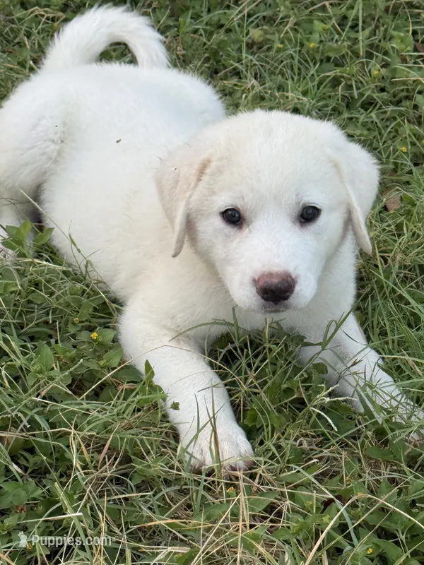 Great Pyrenees Puppy  – Great Pyrenees puppy for sale in Eddy, TX
