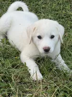 Great Pyrenees Puppy , a male Great Pyrenees for sale in Eddy, TX – 1 of 4