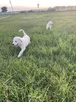 Great Pyrenees Puppy, a female Great Pyrenees for sale in Eddy, TX – 2 of 3