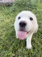 Great Pyrenees Puppy , a male Great Pyrenees for sale in Eddy, TX – 2 of 4