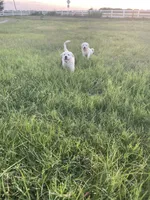 Great Pyrenees Puppy , a male Great Pyrenees for sale in Eddy, TX – 4 of 4