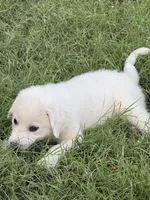 Great Pyrenees Puppy, a female Great Pyrenees for sale in Eddy, TX – 3 of 3