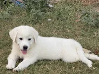 Great Pyrenees Puppy, a female Great Pyrenees for sale in Eddy, TX – 1 of 3