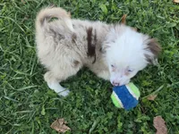 Dakota, a male Toy Australian Shepherd for sale in South Whitley, IN – 5 of 10
