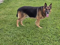 Hope, a female German Shepherd Dog for sale in South Whitley, IN – 4 of 5