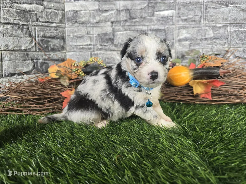 Cash – Toy Australian Shepherd puppy for sale in South Whitley, IN