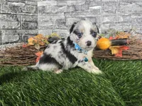 Cash, a male Toy Australian Shepherd for sale in South Whitley, IN – 5 of 8