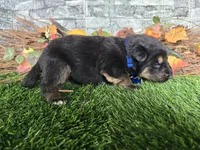 Smokey, a male German Shepherd Dog for sale in South Whitley, IN – 2 of 3