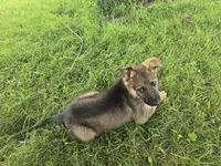 Sunshine, a female German Shepherd Dog for sale in South Whitley, IN – 4 of 4