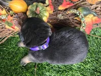 Joy, a female German Shepherd Dog for sale in South Whitley, IN – 2 of 6