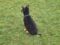 Smokey, a female German Shepherd Dog for sale in South Whitley, IN – Photo 5 of 6