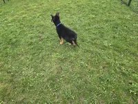 Smokey, a female German Shepherd Dog for sale in South Whitley, IN – Photo 3 of 6