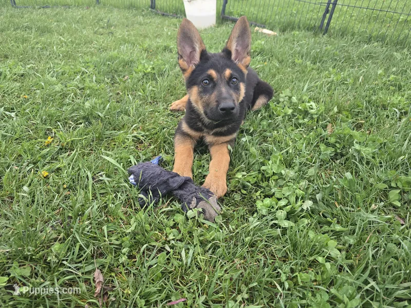 Smokey – German Shepherd Dog puppy for sale in South Whitley, IN