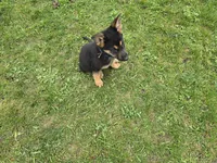 Smokey, a female German Shepherd Dog for sale in South Whitley, IN – Photo 4 of 6