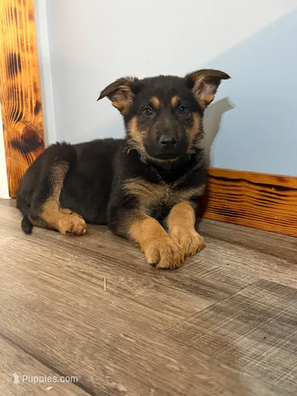 Smokey – German Shepherd Dog puppy for sale in South Whitley, IN