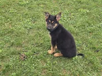 Smokey, a female German Shepherd Dog for sale in South Whitley, IN – Photo 2 of 6