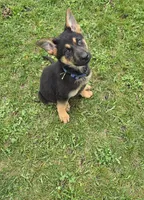 Smokey, a female German Shepherd Dog for sale in South Whitley, IN – Photo 1 of 6