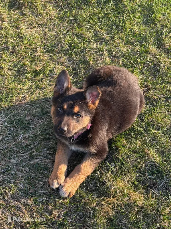 Queen – German Shepherd Dog puppy for sale in South Whitley, IN