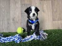 Bear/Black Bi/blue eyes, a male Toy Australian Shepherd for sale in South Whitley, IN – 2 of 4