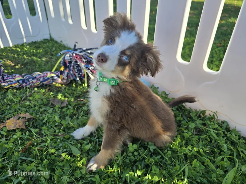 Buddy – Toy Australian Shepherd puppy for sale in South Whitley, IN