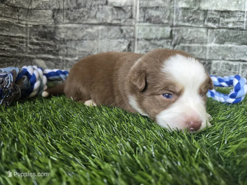 Koda – Australian Shepherd puppy for sale in South Whitley, IN