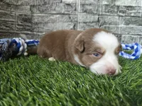 Koda, a male Australian Shepherd for sale in South Whitley, IN – 1 of 2