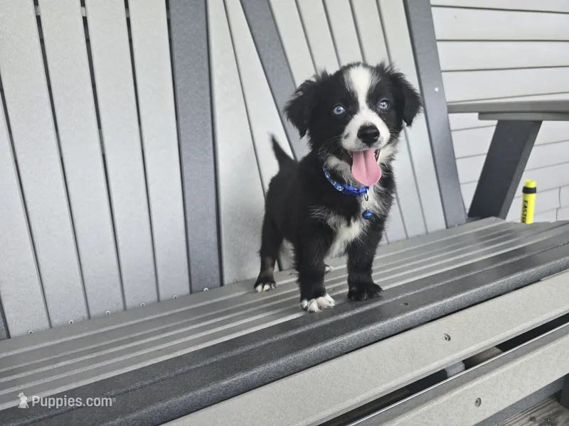 Bear/Black Bi/blue eyes – Toy Australian Shepherd puppy for sale in South Whitley, IN