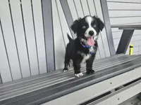 Bear/Black Bi/blue eyes, a male Toy Australian Shepherd for sale in South Whitley, IN – 1 of 4