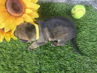 Miley, a female German Shepherd Dog for sale in South Whitley, IN – 3 of 6