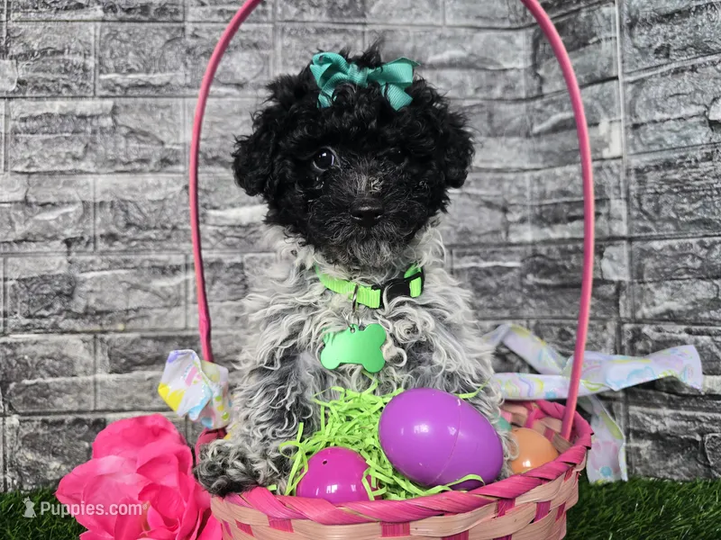 Bailey  – Poodle - Toy , Miniature Aussiedoodle puppy for sale in South Whitley, IN