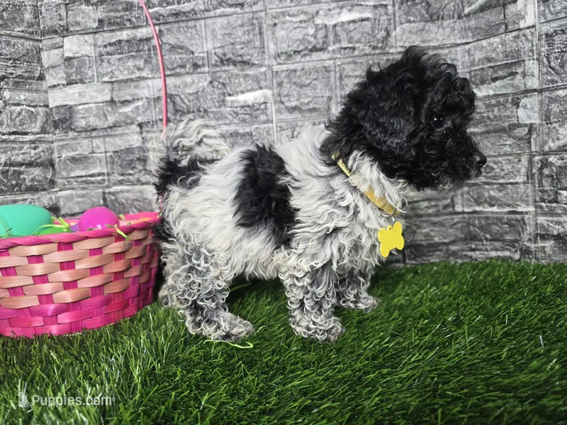 Bailey  – Poodle - Toy , Miniature Aussiedoodle puppy for sale in South Whitley, IN