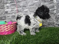 Bailey , a female Poodle - Toy  and Miniature Aussiedoodle for sale in South Whitley, IN – Photo 1 of 3