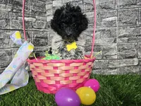 Bailey , a female Poodle - Toy  and Miniature Aussiedoodle for sale in South Whitley, IN – Photo 2 of 3