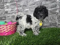 Bailey , a female Poodle - Toy  and Miniature Aussiedoodle for sale in South Whitley, IN – Photo 3 of 3