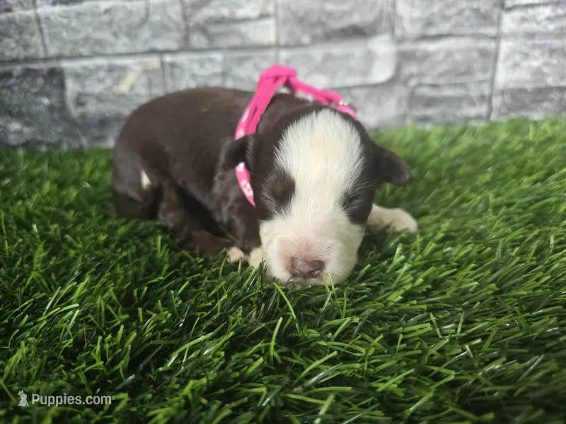 Red tri  – Toy Australian Shepherd puppy for sale in South Whitley, IN