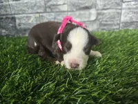 Red tri , a female Toy Australian Shepherd for sale in South Whitley, IN – 1 of 2