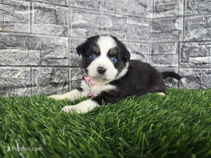 Bella – Australian Shepherd puppy for sale in South Whitley, IN