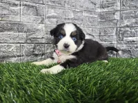 Bella, a female Miniature Australian Shepherd for sale in South Whitley, IN – 1 of 3