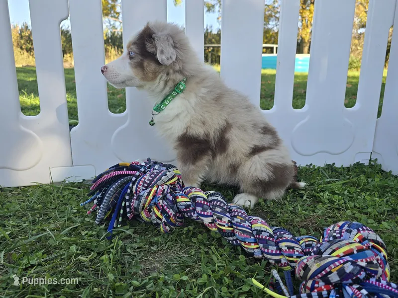 Delani – Toy Australian Shepherd puppy for sale in South Whitley, IN