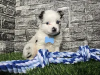 Jasper, a male Toy Australian Shepherd for sale in South Whitley, IN – 4 of 10