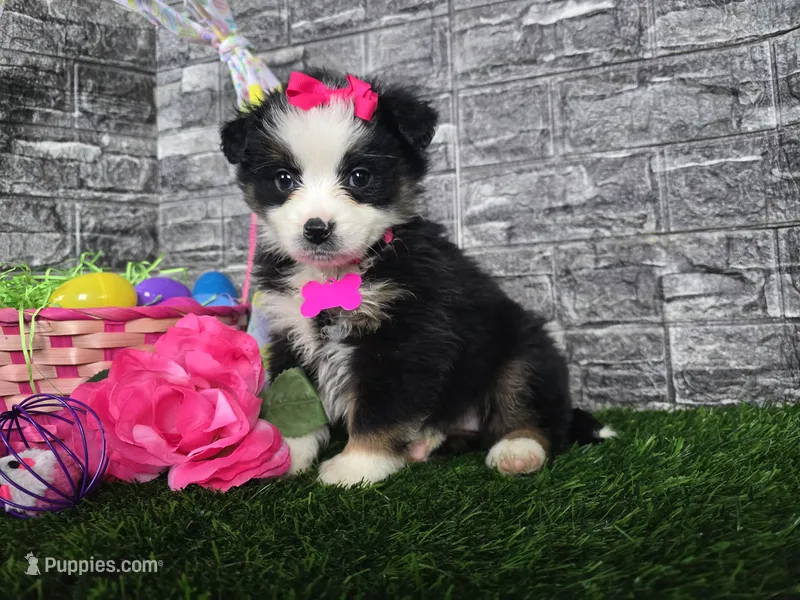 Eve – Miniature Australian Shepherd puppy for sale in South Whitley, IN