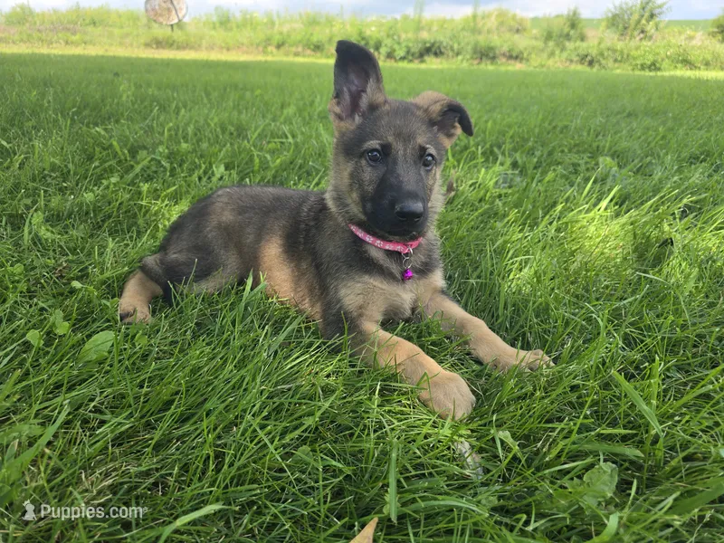 Sunshine – German Shepherd Dog puppy for sale in South Whitley, IN