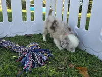 Dakota, a male Toy Australian Shepherd for sale in South Whitley, IN – 2 of 10