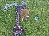 Abby, a female Toy Australian Shepherd for sale in South Whitley, IN – 5 of 5