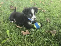 Bear/Black Bi/blue eyes, a male Toy Australian Shepherd for sale in South Whitley, IN – 4 of 4