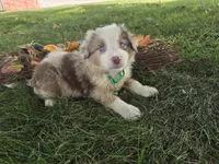 Delani, a male Toy Australian Shepherd for sale in South Whitley, IN – 3 of 4