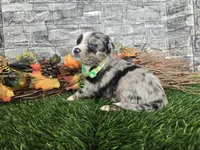 Chase, a male Toy Australian Shepherd for sale in South Whitley, IN – 4 of 4